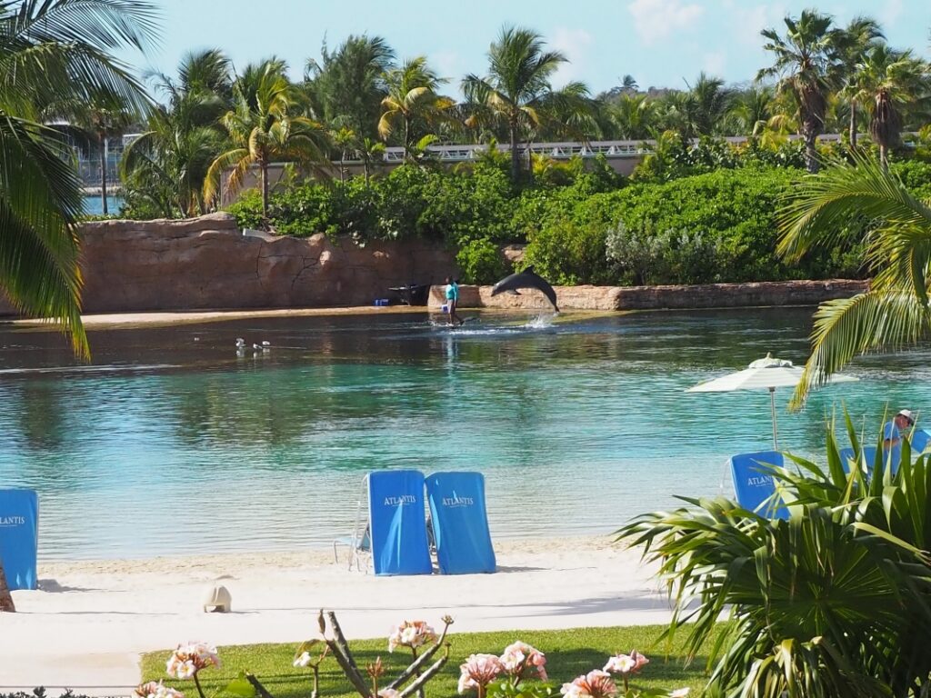 Nassau - Bahamas - Atlantis Resort Dolphins